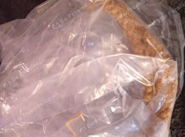 2 Budgies for sale. Comes cage and all accessories and food.