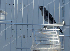 2026 Black Goldfinch Cock