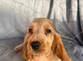 Cocker spaniel puppy