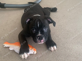 Olde English bulldog puppys available now