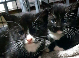 4 baby kittens bombay cross