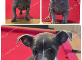 Jack Russell puppies