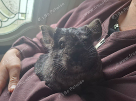 Medium ebony chin for sale