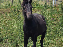 Shetland/cob