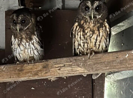 Pair mottled owls for sale