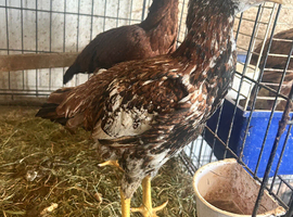 Asil pullets this years.