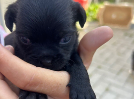 4 pug cross jack puppy&rsquo;s