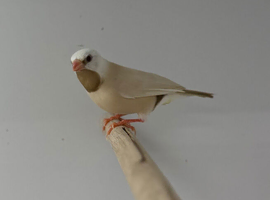 Long-tailed Finch