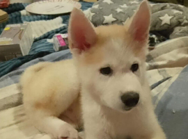 7 MONTH OLD MALE AKITA FOR SALE