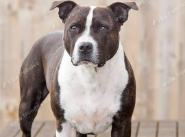 Wanted, young staff dog