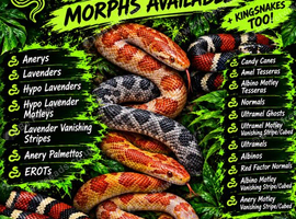 Various Morphed Cornsnake Babies