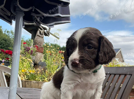 English Springer Spaniel puppies Girls