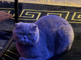 British shorthair/ Scottish fold