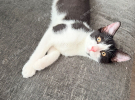 2 female kittens