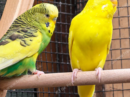 A Pair of budgies looking for new home