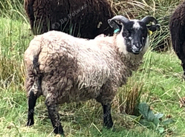 Registerable pedigree Shetland tup lamb rare colour/patterns BTV vaccinated