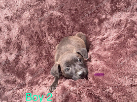 5 beautiful patterdale puppies