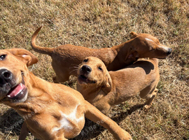 5 months old Yellow labs