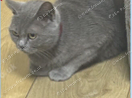 Female British Shorthair