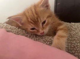 Cute female ginger kitten