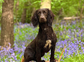 Cocker spaniel puppies