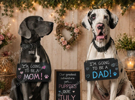 Great Dane Litter due in July