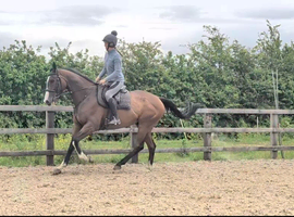 Top eventer in making ror gelding