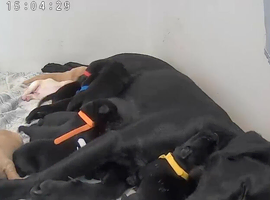 labrador puppies
