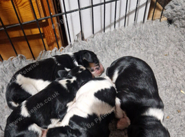 Beautiful cockalier puppies