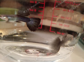 Small fish tank with fish