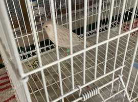 Mixed Canaries For Sale all 2026