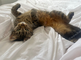 Three year old female