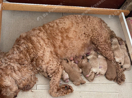 Golden Double doodle