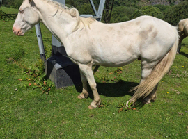 3 Year Old Cremello Gelding For Sale