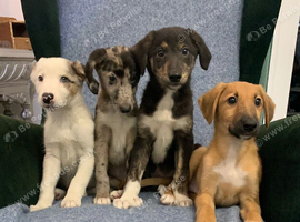 Ready now - Blue Merle Collie X Lurcher puppies