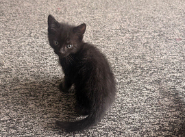 3 kittens for sale
