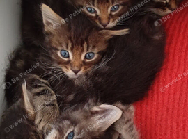 Mixed tabby litter