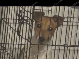 Short leg jack Russell pupies