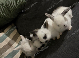 4 mini lion lops bunnies left ready 24 sept