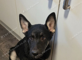 3/4 German shepherd 1/4 Alaskan malamute puppy