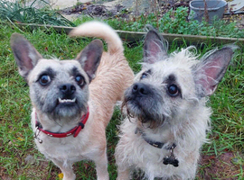 Two friendly little dogs