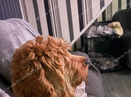 Beautiful cavapoo