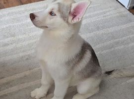 15 week old Siberian Male Husky