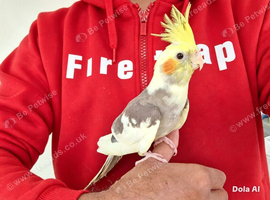 Super silly hand tamed baby cockatiels