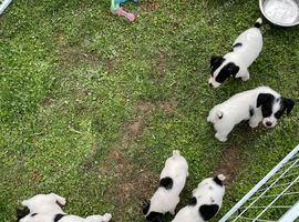 Puppies