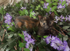 EXTREMELY AFFECTIONATE Kittens11 weeks ready now