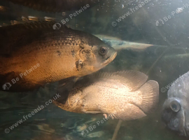 Oscars and Severums