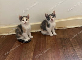 2 girls still looking for homes.