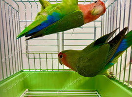 Peach Face Breeding Pair of Love Birds Peach Faced