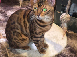bengal cat male  2yrs old